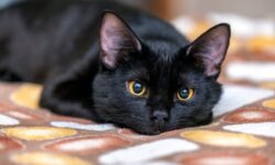 3 con giáp may mắn về tài lộc trong 2 tháng tới