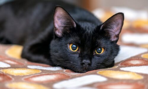 3 con giáp may mắn về tài lộc trong 2 tháng tới