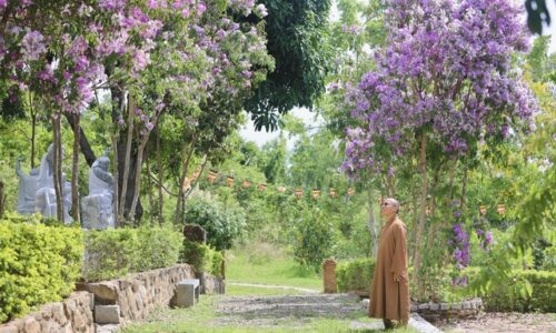 Vẻ đẹp tinh túy của hoa tại Sơn Tự