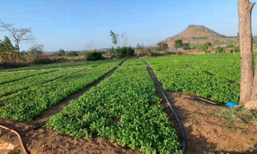 BÁN MẶT TIỀN ĐƯỜNG NGUYỄN MINH CHÂU, XÃ TÂN TIẾN LAGI, BÌNH THUẬN